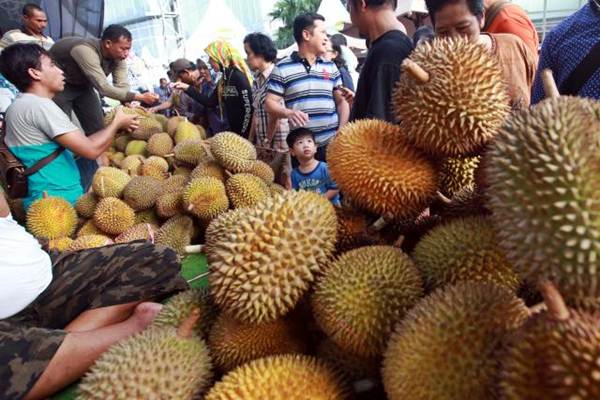 Cuma Rp50 Ribu, Bisa Makan Durian Sepuasnya di Rokan Hulu